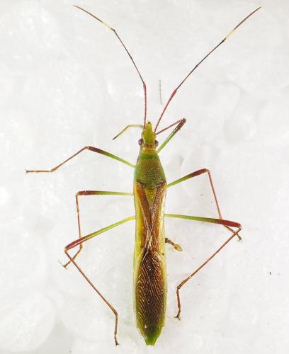 Réf. 307 286 : Stenocoris sp.